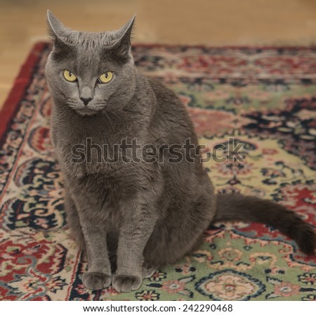 Gray Cat sitting and looking mad
