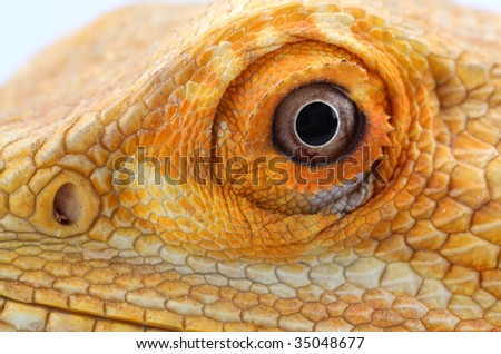 bearded dragon eye