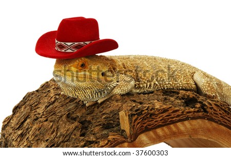 stock-photo-bearded-dragon-with-cowboy-hat-37600303.jpg