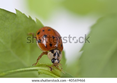 Close up of lady bug on plant