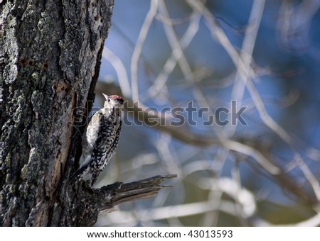 Red-bellied woodpecker  on a tree trunk.