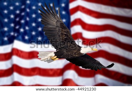 american flag eagle clip art. stock photo : Bald eagle