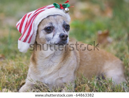 cute Chihuahua  with Santa hat