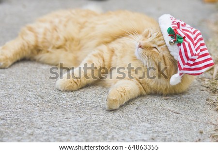 Orange fluffy cat with christmas hat looking like he just woke up