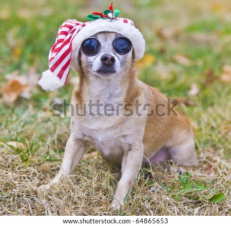 Big-Eyed Chihuahua with christmas hat outside