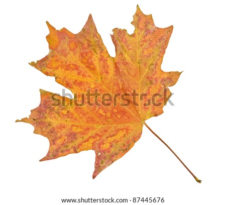 Maple leaf in fall isolated on white