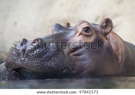 swimming hippopotamus at water level