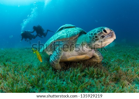 Green Sea Turtle resting underwater of Red Sea, Egypt, with two shadows of scuba divers visible behind / Turtle and Scuba DIvers