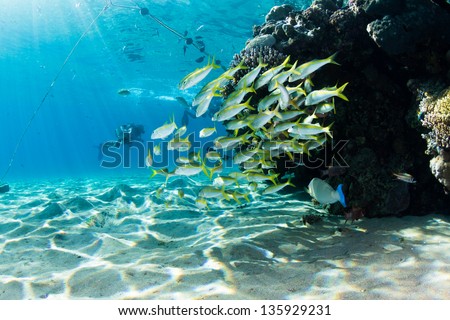 Shallow reef underwater of Red Sea full of life with silhouette scuba divers in distance / Shallow Reef