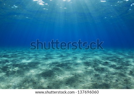 Egypt, Red Sea Shallow water ocean bed. / Underwater landscape