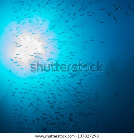 School of small fish underwater in the sunlight in the blue water with the diving boat visible at the surface. Square./ Big Blue