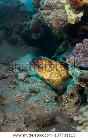 Moray Eel peeking from the coral reef in the Red Sea, Egypt / Moray Eel Peeking From The Reef