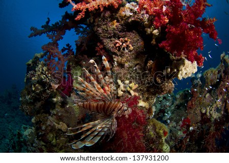 Pair of Lion Fish swimming next to coral pinnacle full of soft broccoli coral and small fish... / Underwater World