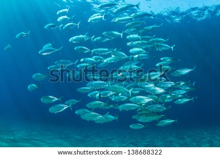School Of Fish underwater of the red sea. Indian mackerel. / Fish school