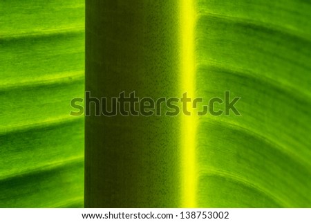 Banana leaf detail showing its structure. / Banana Leaf Texture