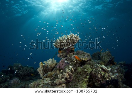 Coral Reef Under The Sunlight surrounded by small fish in Red Sea, Egypt. / Coral Reef