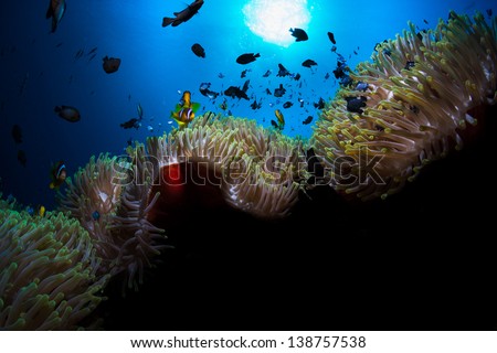 Rich Underwater Life at live reef under the surface of the blue waters of the Red Sea. Anemone fish home with bunch of sea anemones.