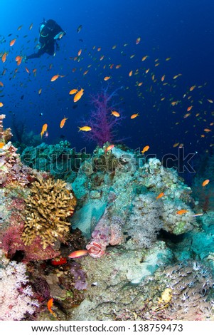 Silhouette of Scuba Diver swimming over the live coral reef full of fish and Scorpion fish with mouth wide open. Egypt.