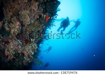 Four silhouettes of Scuba Divers swimming next to vertical live coral reef full of fish. National Park of Egypt.