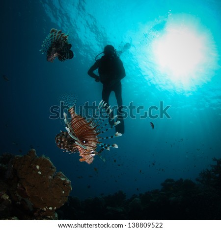 Three silhouettes of Scuba Divers swimming next to the live coral reef full of fish. / Scuba Diving