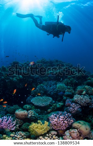 Three silhouettes of Scuba Divers swimming next to the live coral reef full of fish. / Scuba Diving