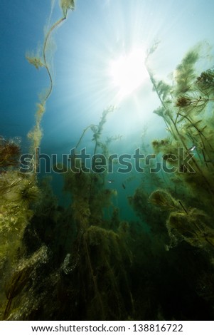 Freshwater Plants and baby fish underwater in lake of Serbia. / Below Freshwater
