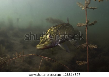 Pike, freshwater predator, looking for prey underwater, among the water plants under the surface of the lake in Serbia. / Pike Underwater