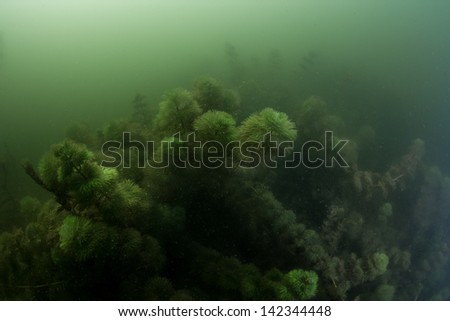 Eurasian watermilfoil, underwater plant in green and dark canal water.