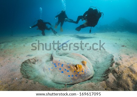 Three scuba divers underwater diving with blue spotted stingray in Sharm el Shaikh, Egypt, Red Sea.