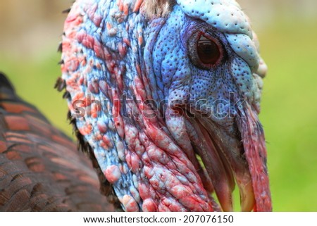 Wild turkey head close-up