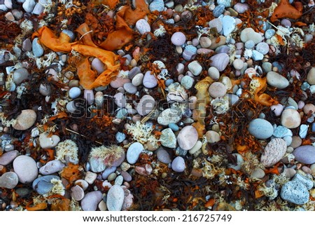 Colorful beach pebbles and seaweed background