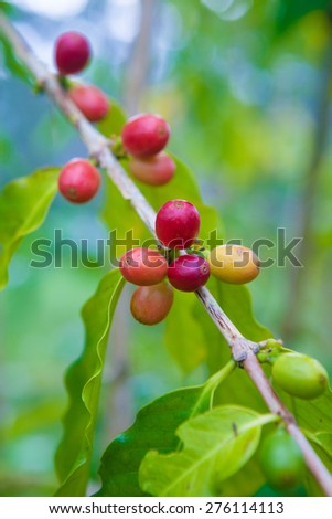 Coffee cherries growing on the coffee tree