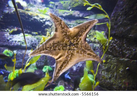 Starfish, sea star, seen from the bottom, an unusual angle