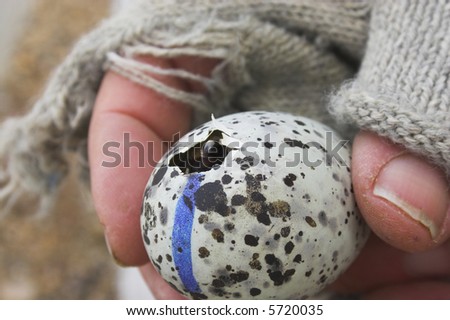 hatching bird