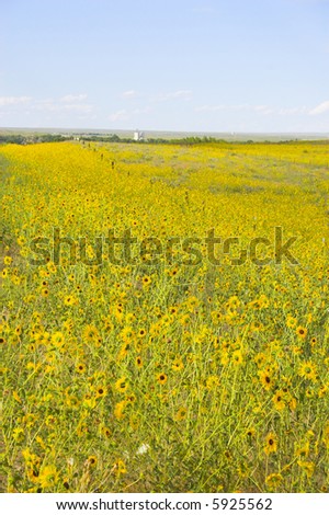 Sunny Prairie