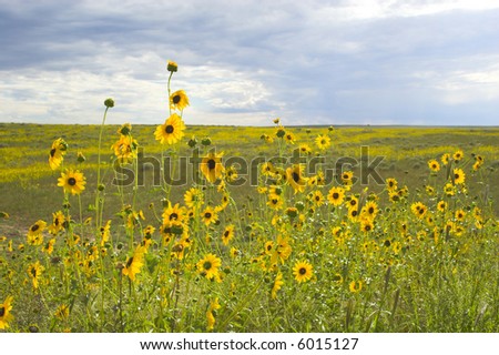 Sunny Prairie