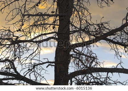 Silhouette of needless pine tree on the sunset sky background