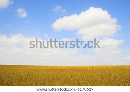Farm landscapes with sunny maize soy and wheat fields
