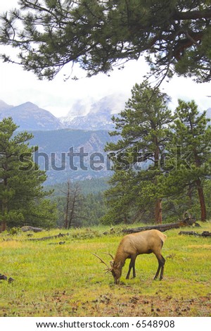 Elk in the Cordeliers mountains prairies tundra forests during late summer early fall