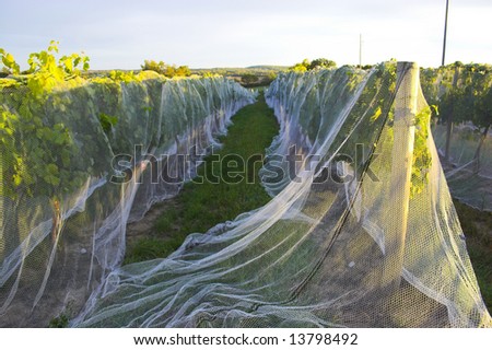 Winery in Nebraska with vines covered by a net to protect grapes from birds