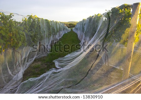 Winery in Nebraska with vines covered by a net to protect grapes from birds