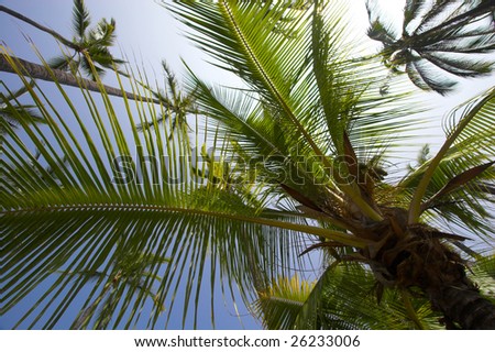 Grove of palm trees with blue sky background in Hawaii