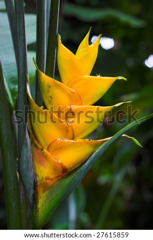 Blooming tropical exotic flower in Hawaii botanical garden
