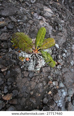 Close up of lava and green fern in Hawaii Volcanoes National Park