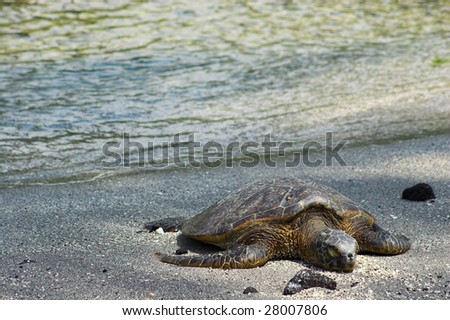 Green turtle sleeping in sand on Big Island