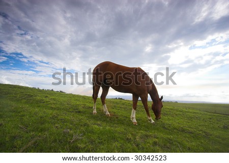 Green fields of grass and grazing horse in Hawaii