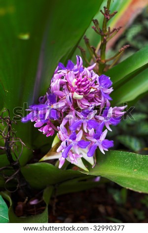 Blooming tropical exotic flower in Hawaii botanical garden