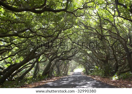 Beautiful Kalapana road with tree canopy and bikers