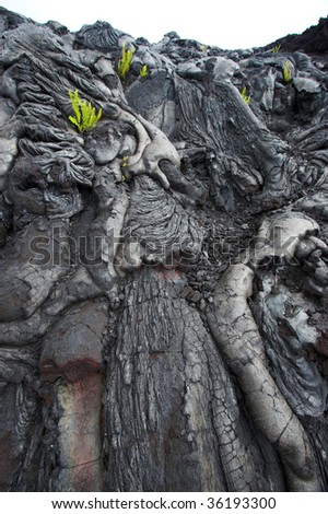 Close up of black lava and green fern in Hawaii Volcanoes National Park