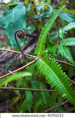 Close up of green fern leaf in Hawaii